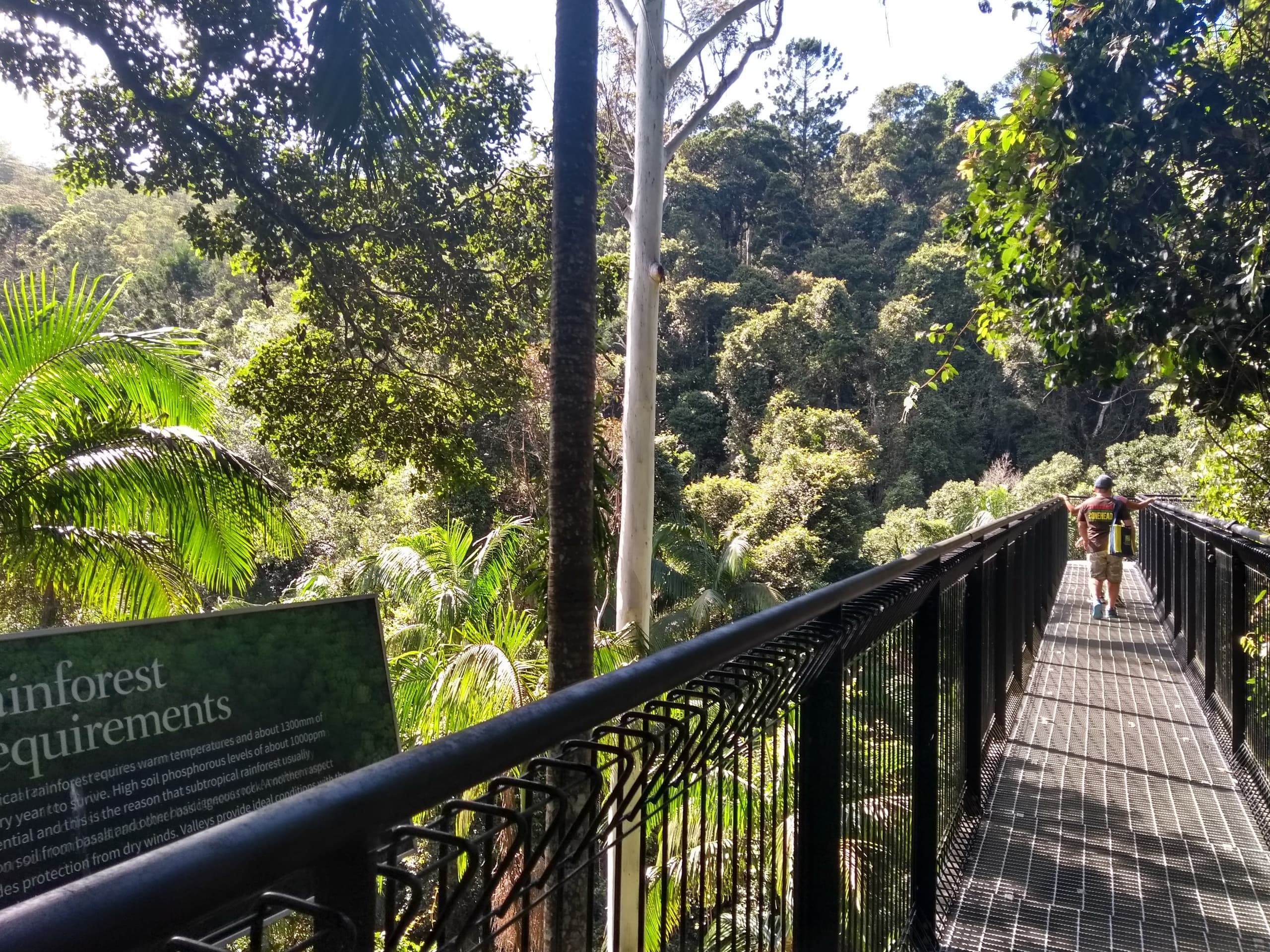 Canopy Walks, Glow Worms and Village Flavors on Tamborine Mountain photo 1