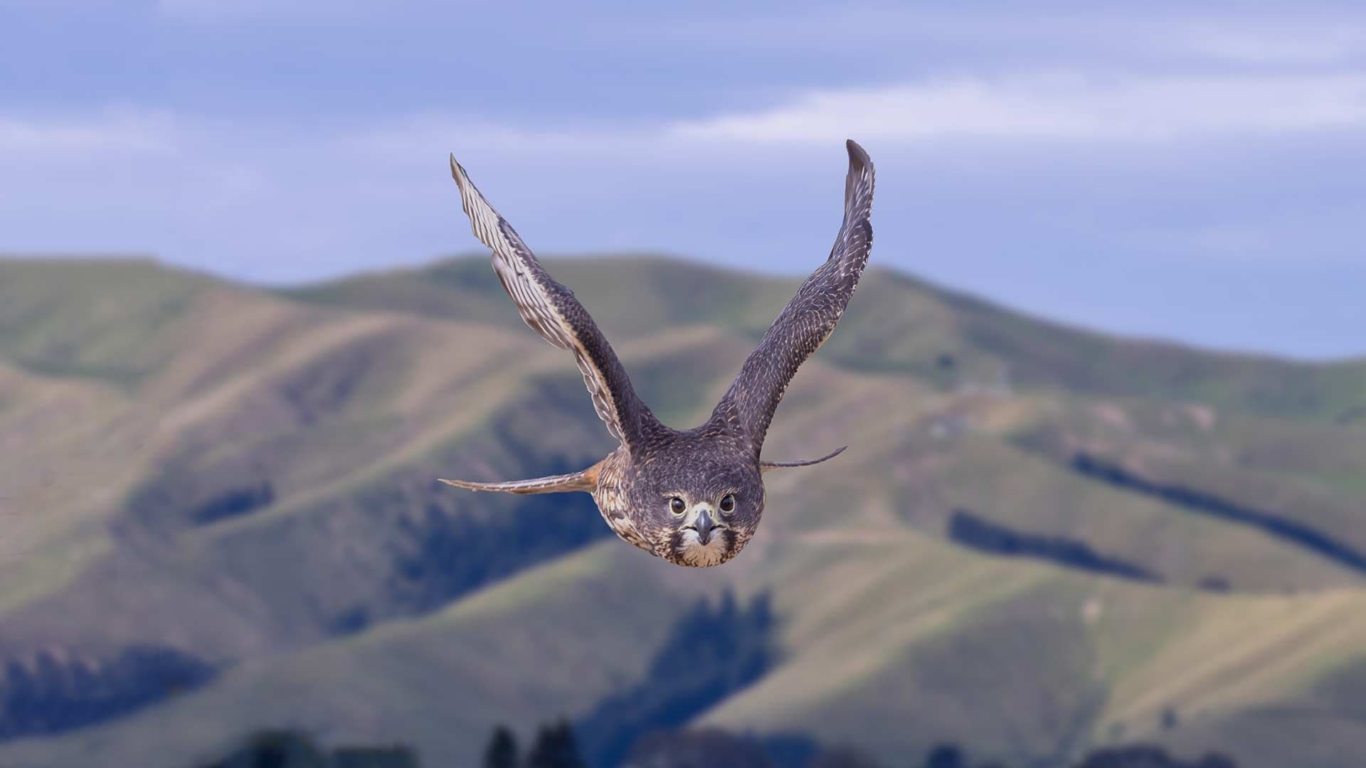 Karearea Falcon Experience with Helicopters Nelson