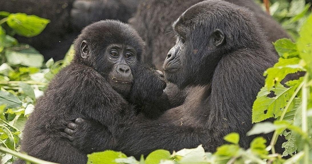 Classic 11-Day Uganda Wildlife Safari with Kent Safari Tours