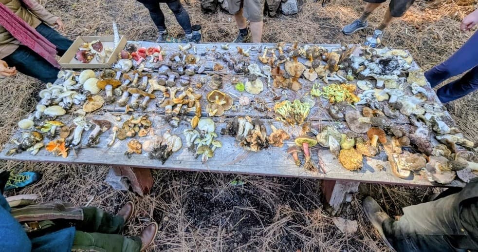 Foraging Fungi on Mount Shasta: Guided Mushroom Walks in Siskiyou County photo 2