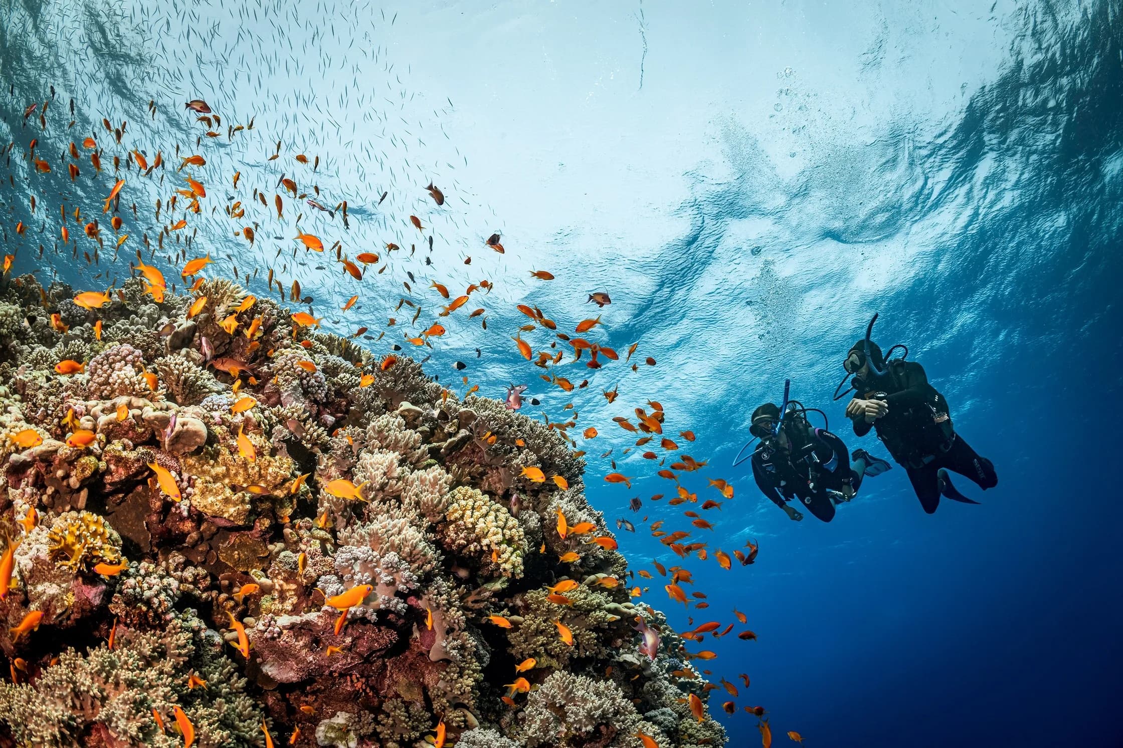 Red Sea Diving Adventures with Pura Vida Diving