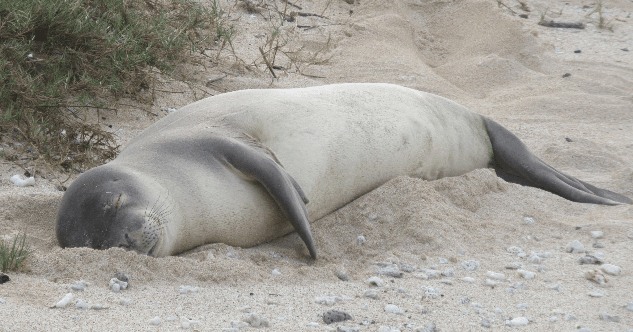 Explore Oahu’s North Shore: Unique Hawaiian Monk Seal Hike