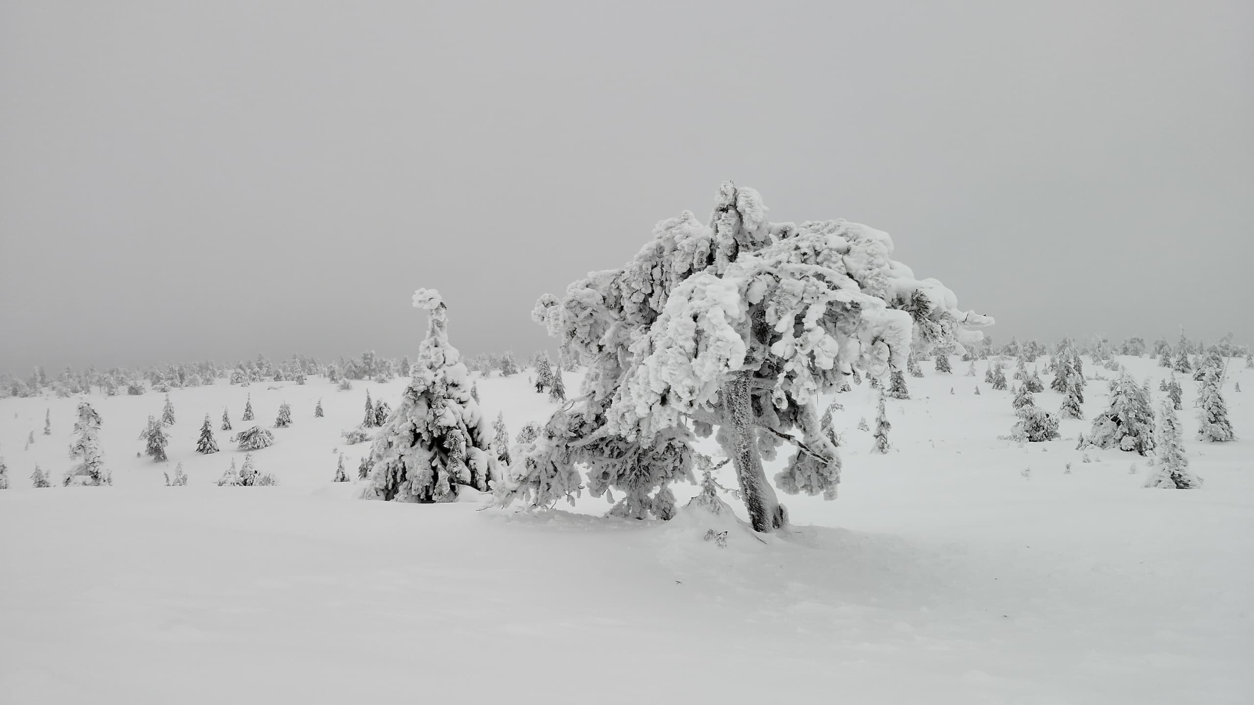 Winter Snowshoeing Adventure in Riisitunturi National Park: Explore Finland’s Frosty Landscape
