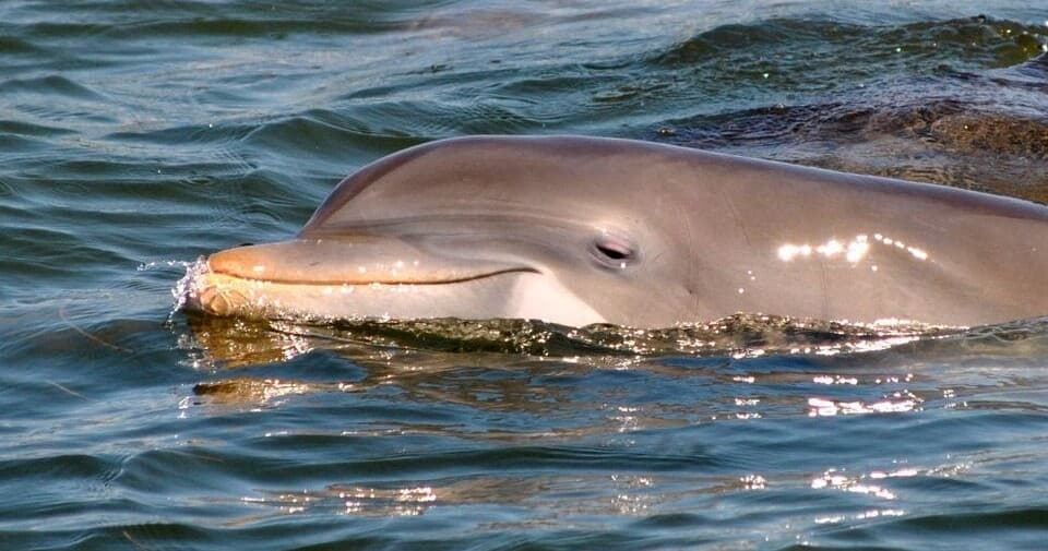 Wildlife & Dolphin Cruise with Adventure in Paradise Inc in Fort Myers