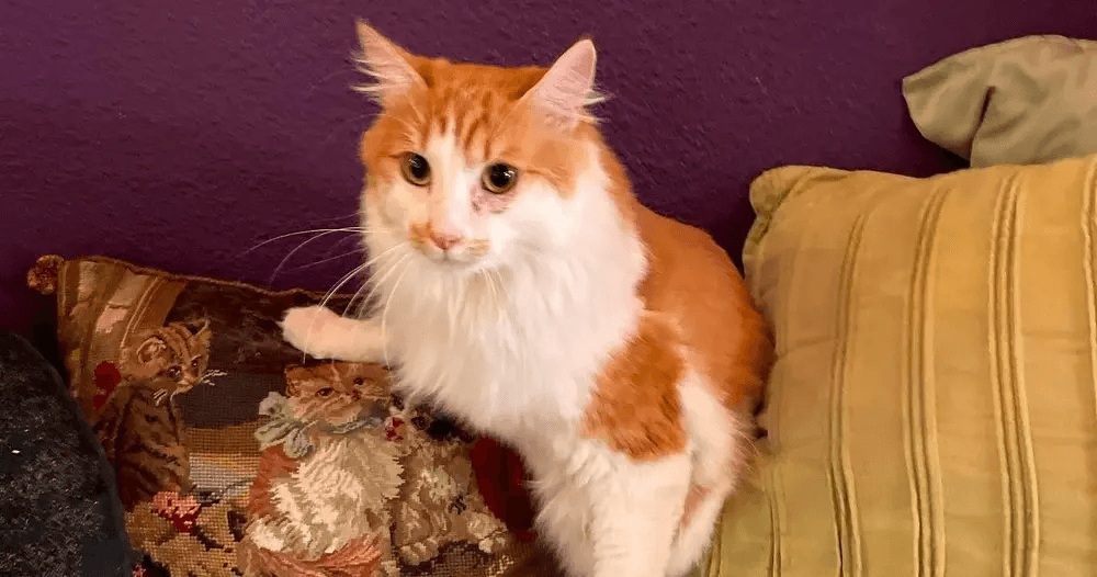 PHX Cat Cafe North: 1-Hour Cat Lounge — Adoptable Cats & Cozy Cuddles photo 1