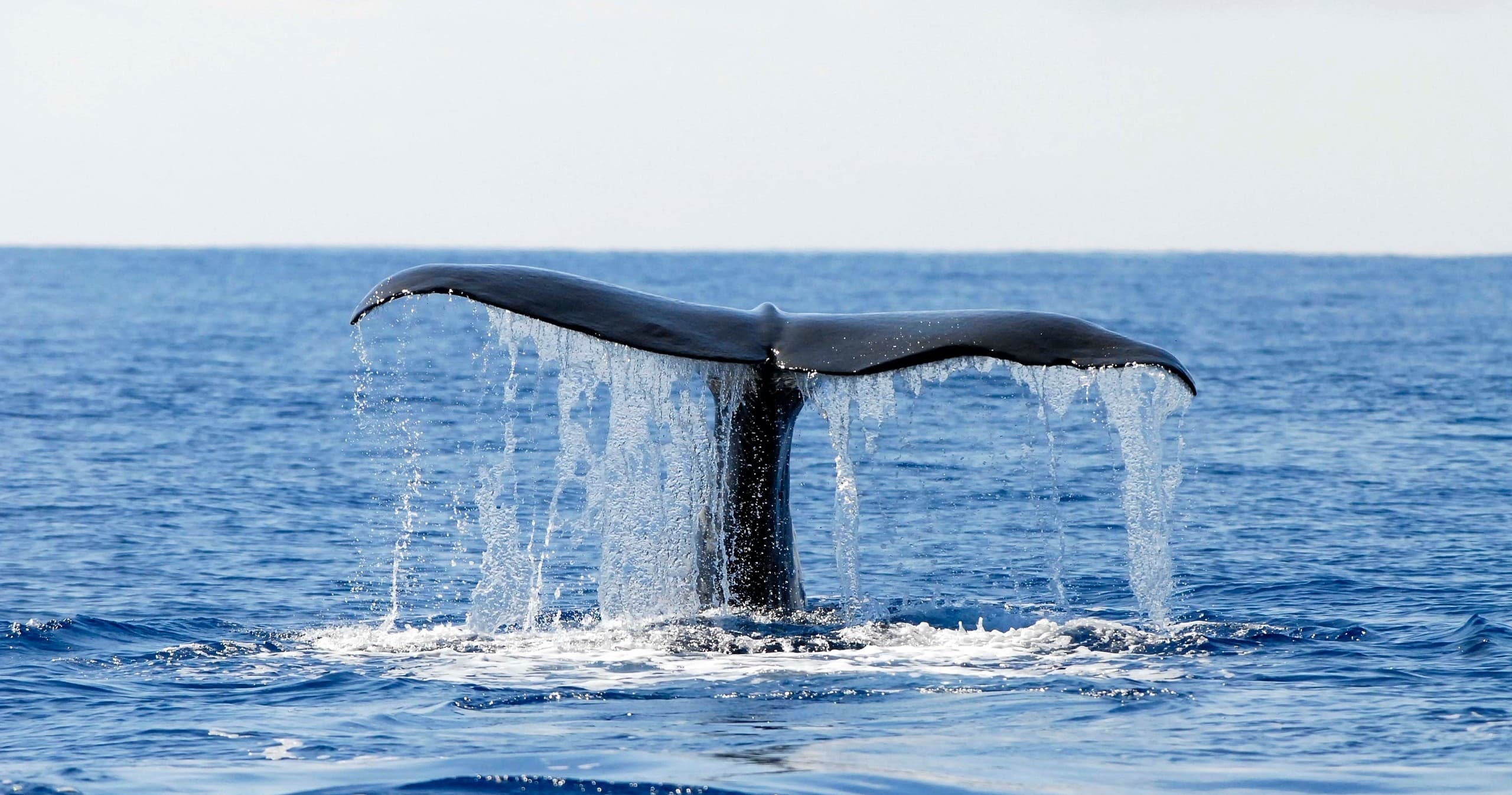 Whale and Dolphin Watching with Aqua Açores in Pico Island