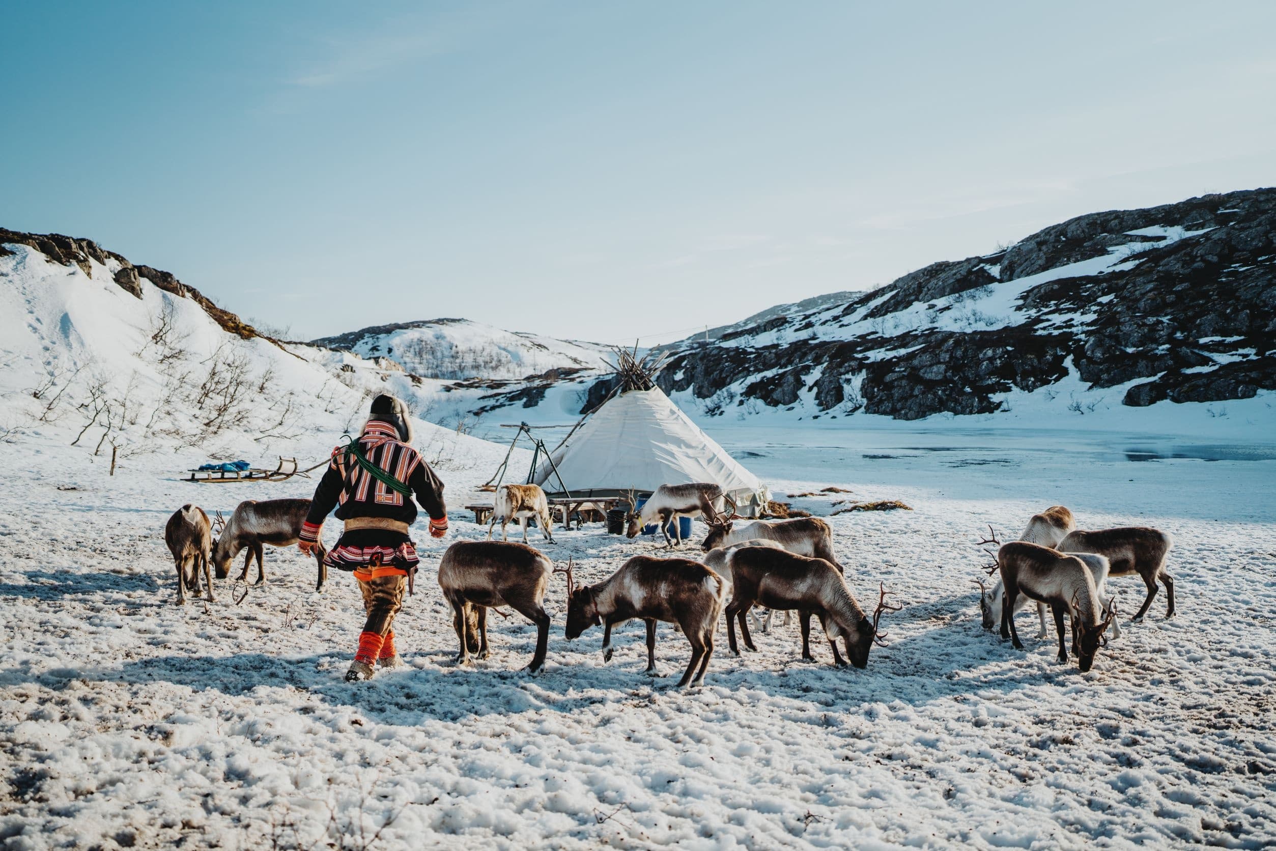 Experience Authentic Sámi Culture and Reindeer Feeding near Tromsø