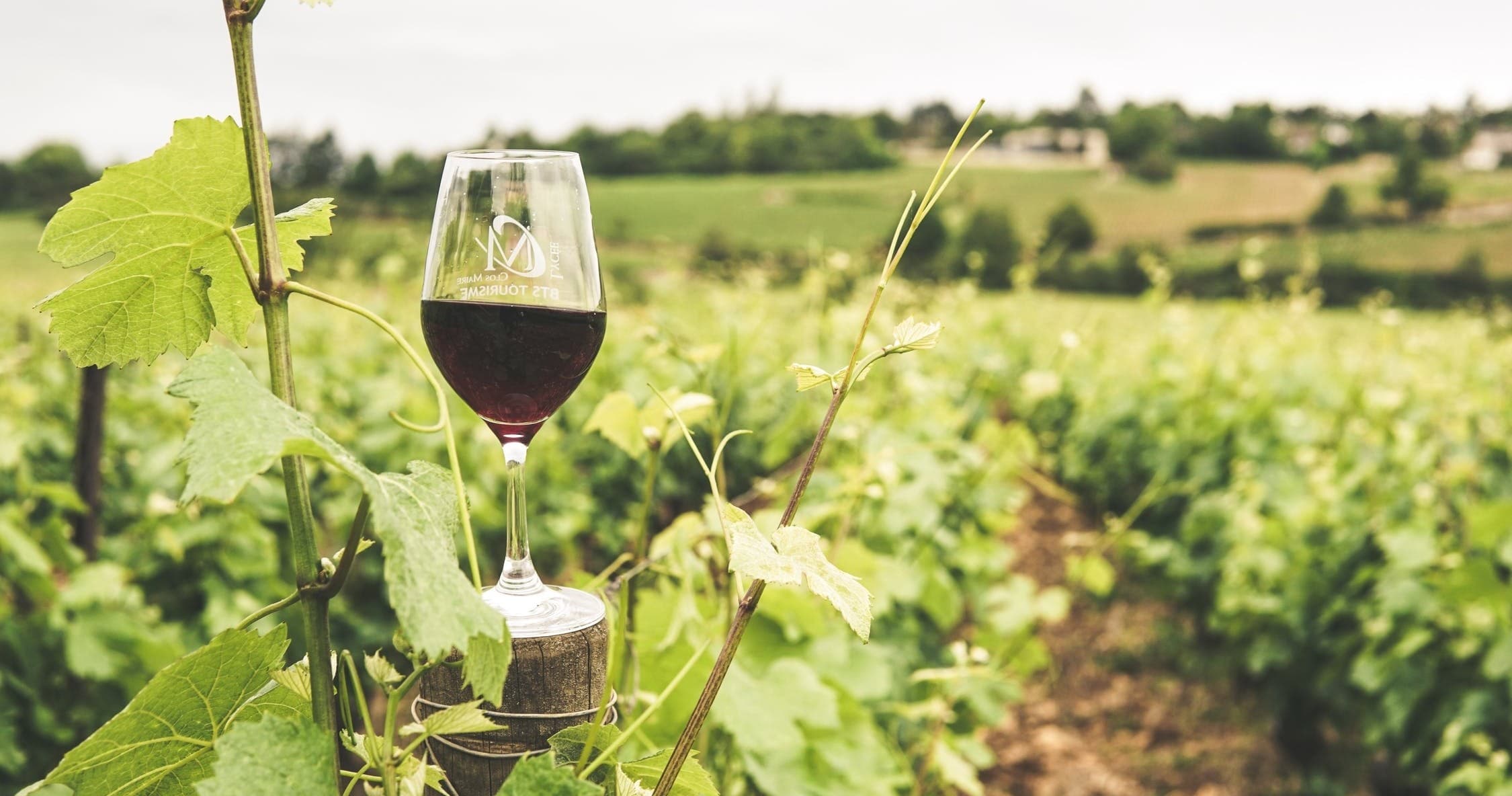 Exclusive Napa Sonoma Winery Tour in the USA