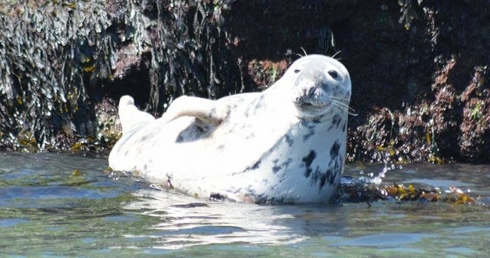 Wildlife Adventure with Starida Puffin Island Cruises in Wales