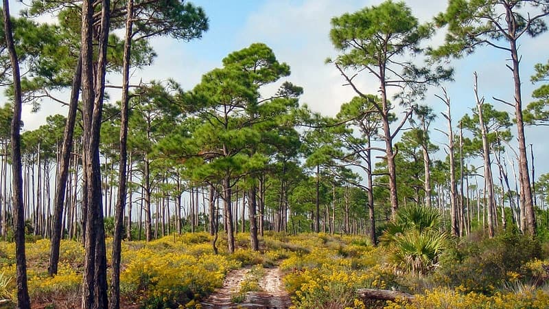 Port St. Joe Kayaking & Wildlife Tour with Salty Fish Excursions