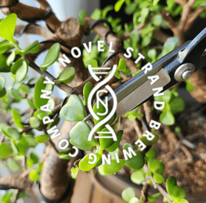 Make a Tiny Bonsai at Bonsai Bar — Novel Strand Brewing Company, Denver