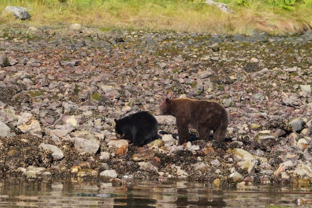 Spring Bear Watching in the Great Bear Rainforest Fjords: Small-Boat Wildlife Expeditions from Campbell River photo 1