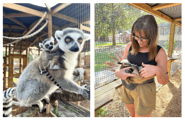 Zookeeper VIP Package: Private Hands-On Animal Encounters in Riverview, Florida