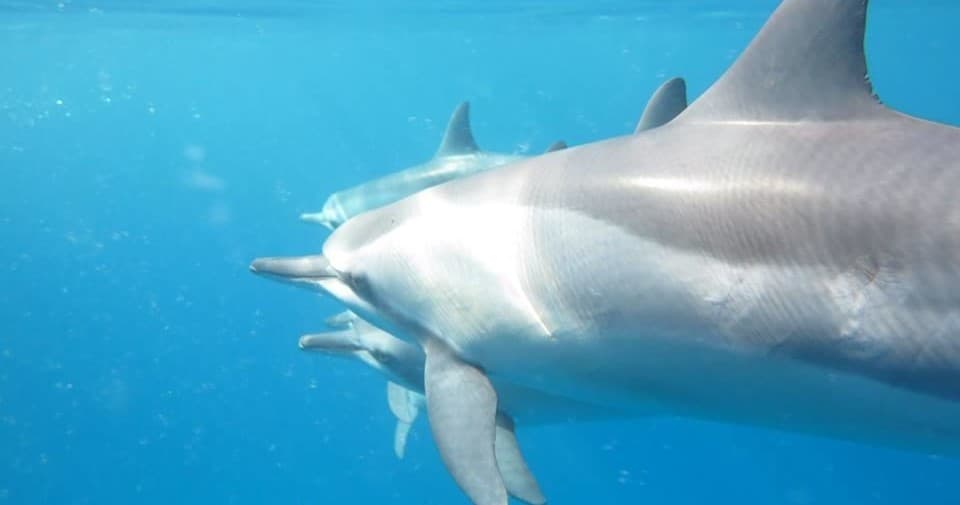 Dolphin Dreaming: Snorkel & Watch Dolphins in Kailua-Kona