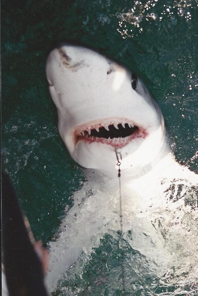 Shark Fishing Adventure in Longport, New Jersey