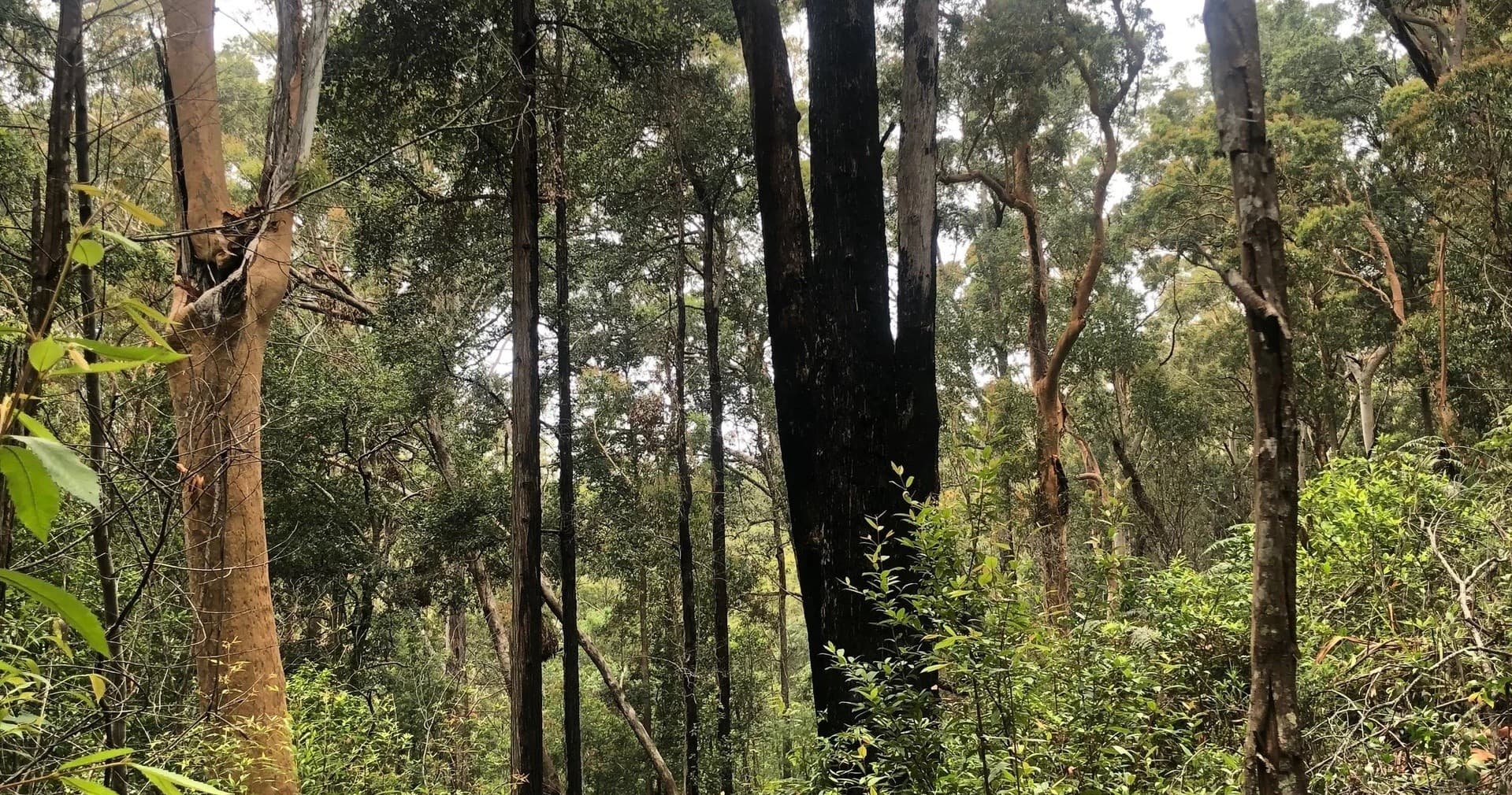 Dense eucalyptus forest trail panorama, bushwalking in woods
