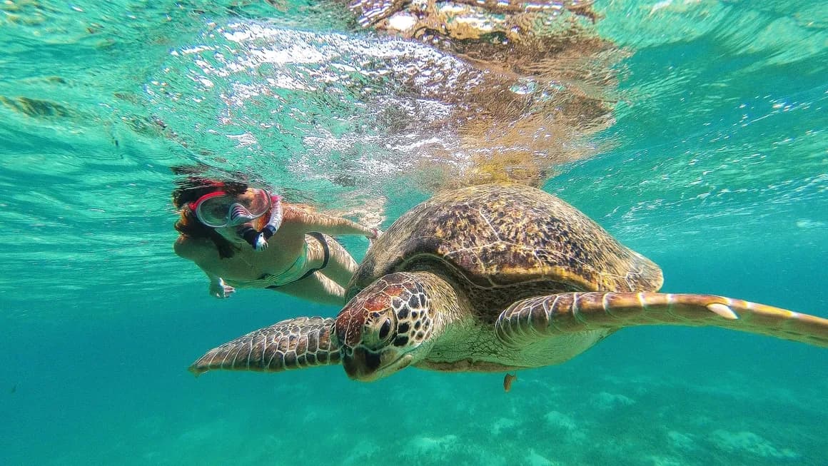 Swim With Turtles & Mayan Ruins with Aleman Travel Agency