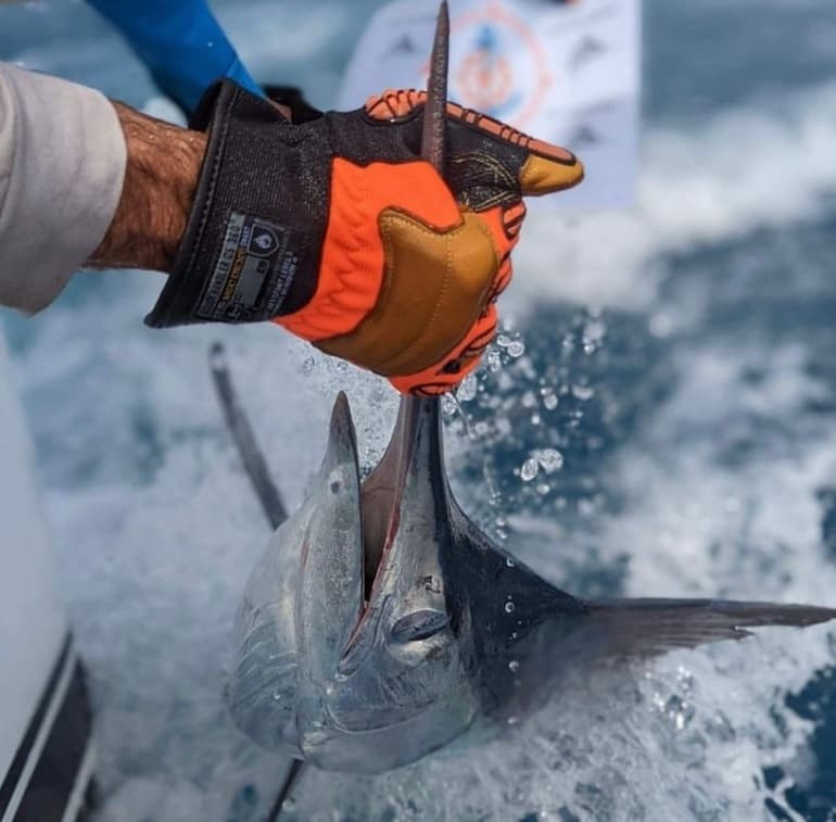 Full-Day Game Boat Charter From Cairns: 8-Hour Marlin & Pelagic Fishing photo 4