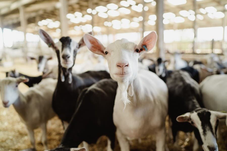 Errington Cheese Working Farm Tour — Hands-On Dairy Experience Near Carnwath