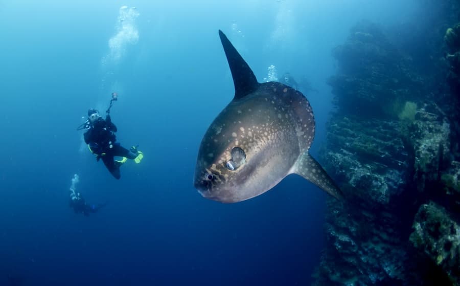 Scuba diver encountering ocean sunfish near coral reef