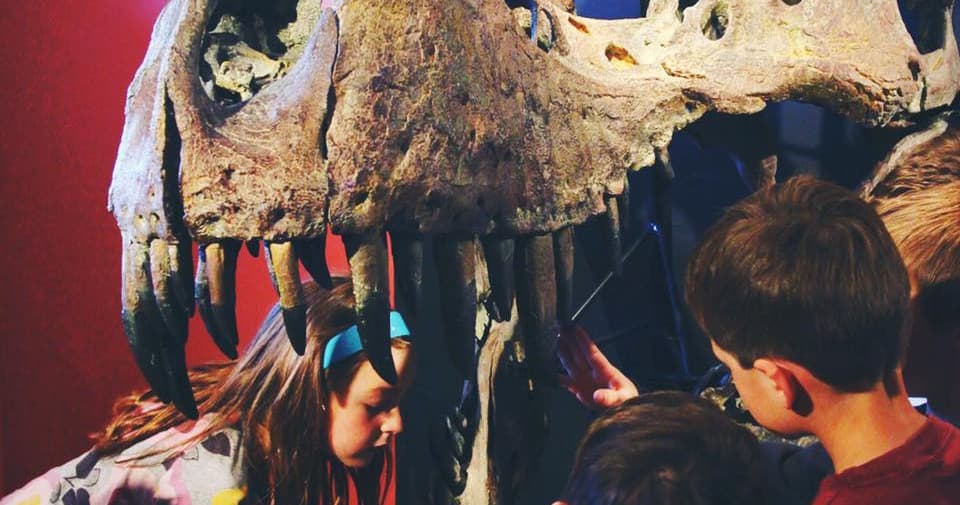 Discover Dinosaurs at Morrison Natural History Museum