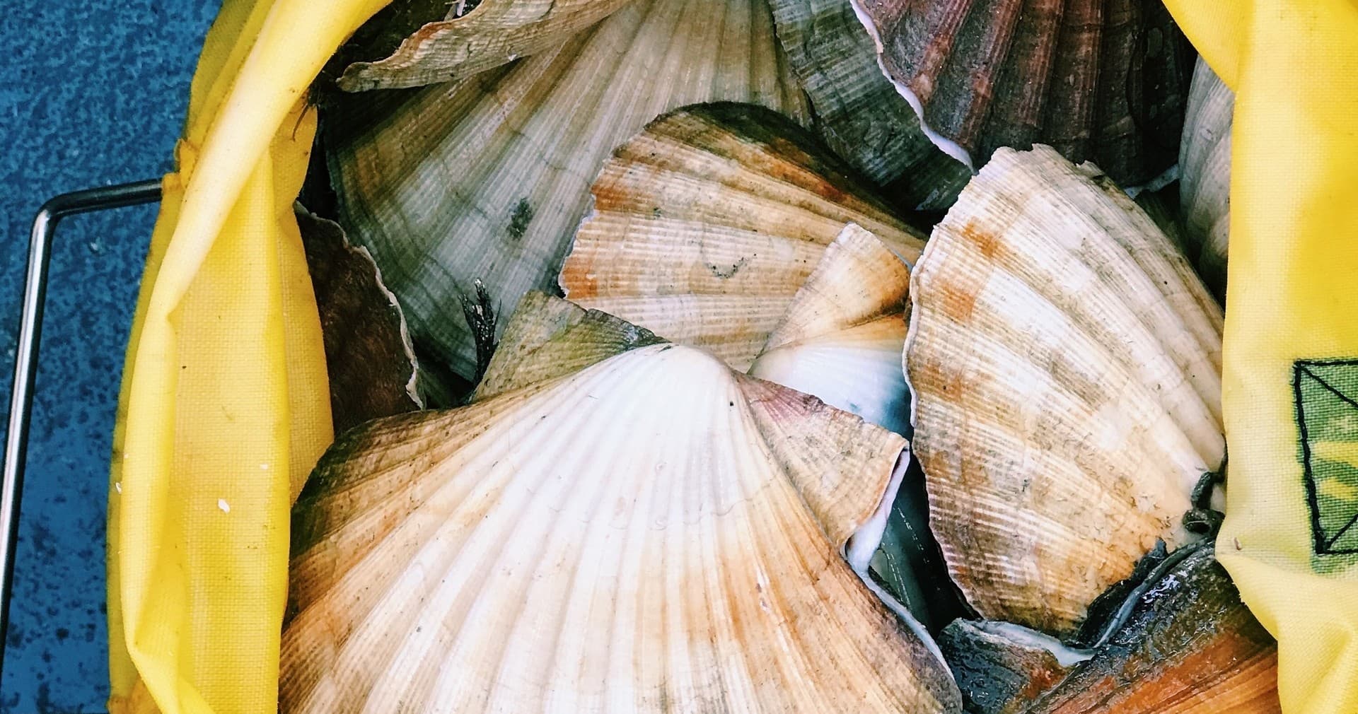 Harvested scallop shells in yellow bag after beachcombing