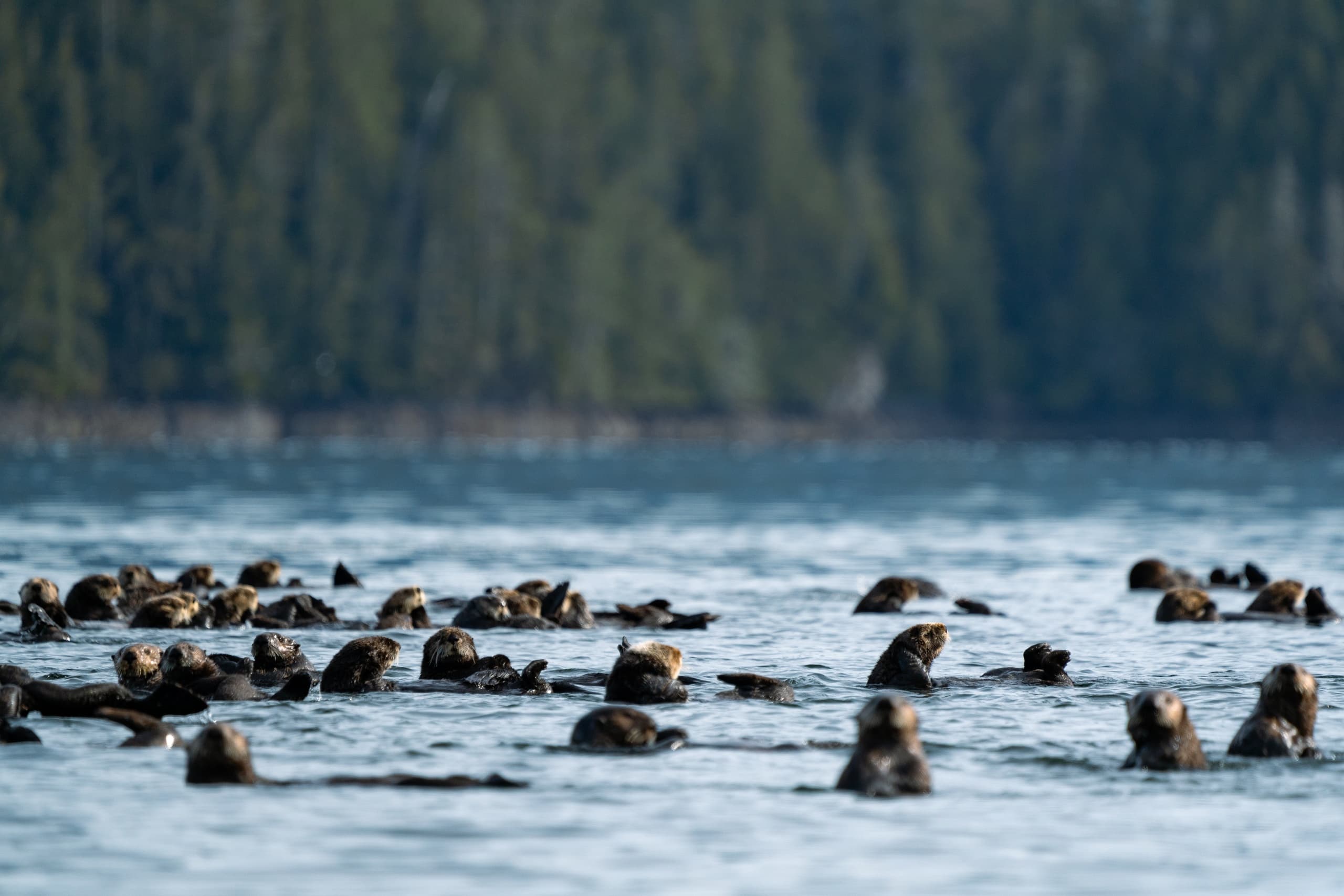 Tofino Whale Watching: Cabin Cruiser Tour in Clayoquot Sound photo 2