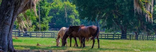 Guided Horseback Trail Rides in Jupiter, Florida