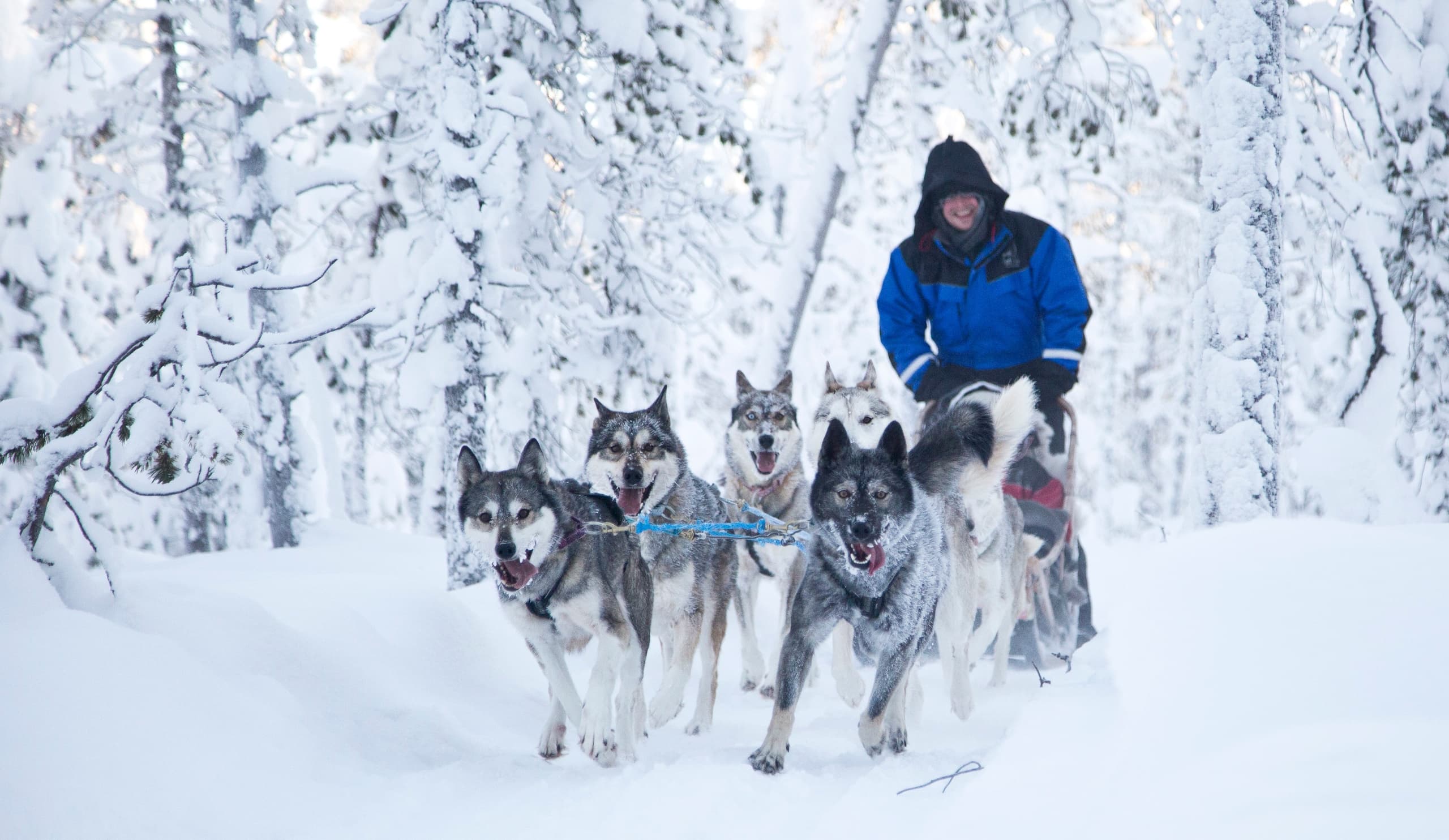 Winter Wildlife & Mushing at Wilderness Hotel Saariselkä