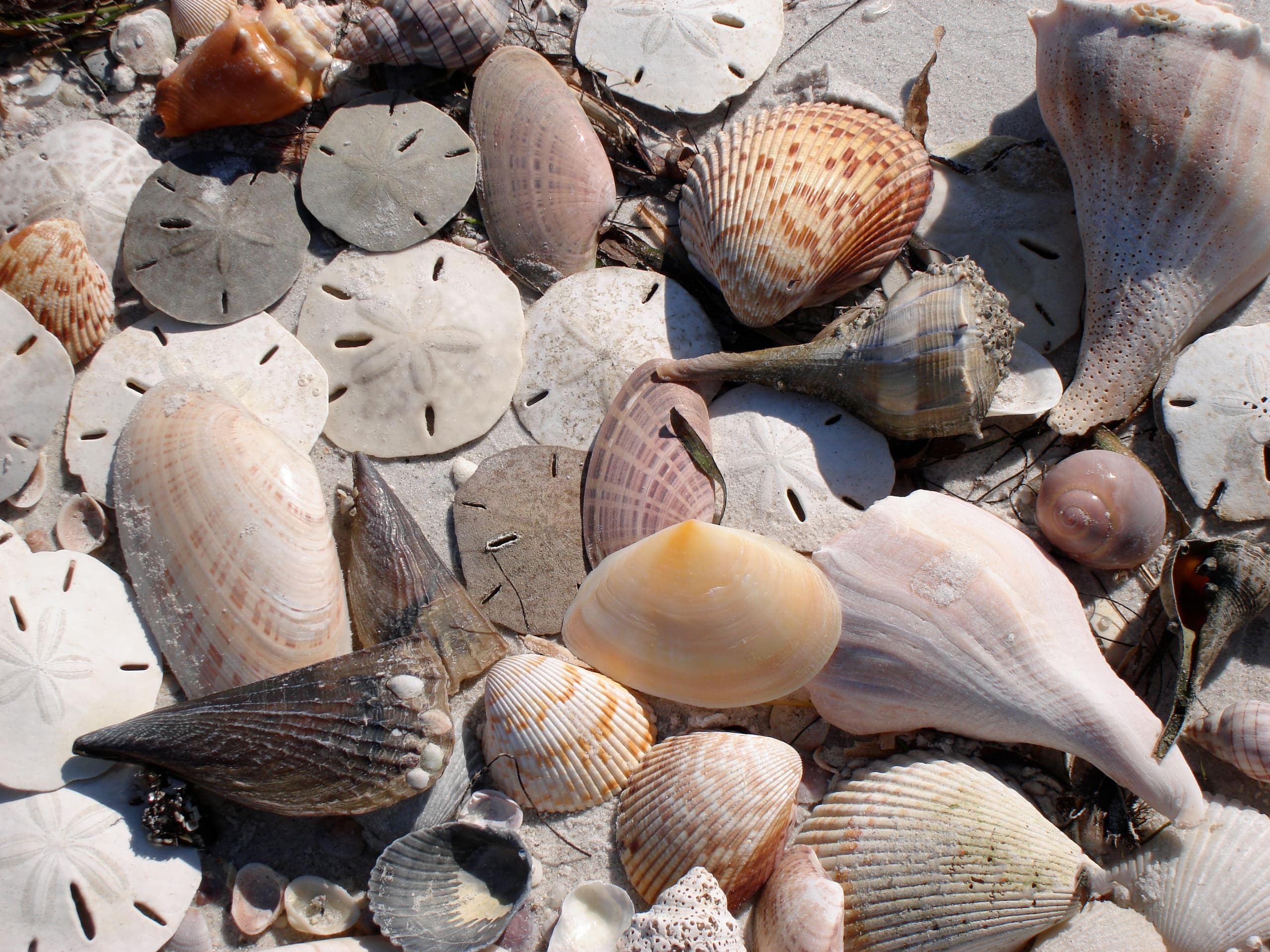 Nauti Shell Key Adventure Tour