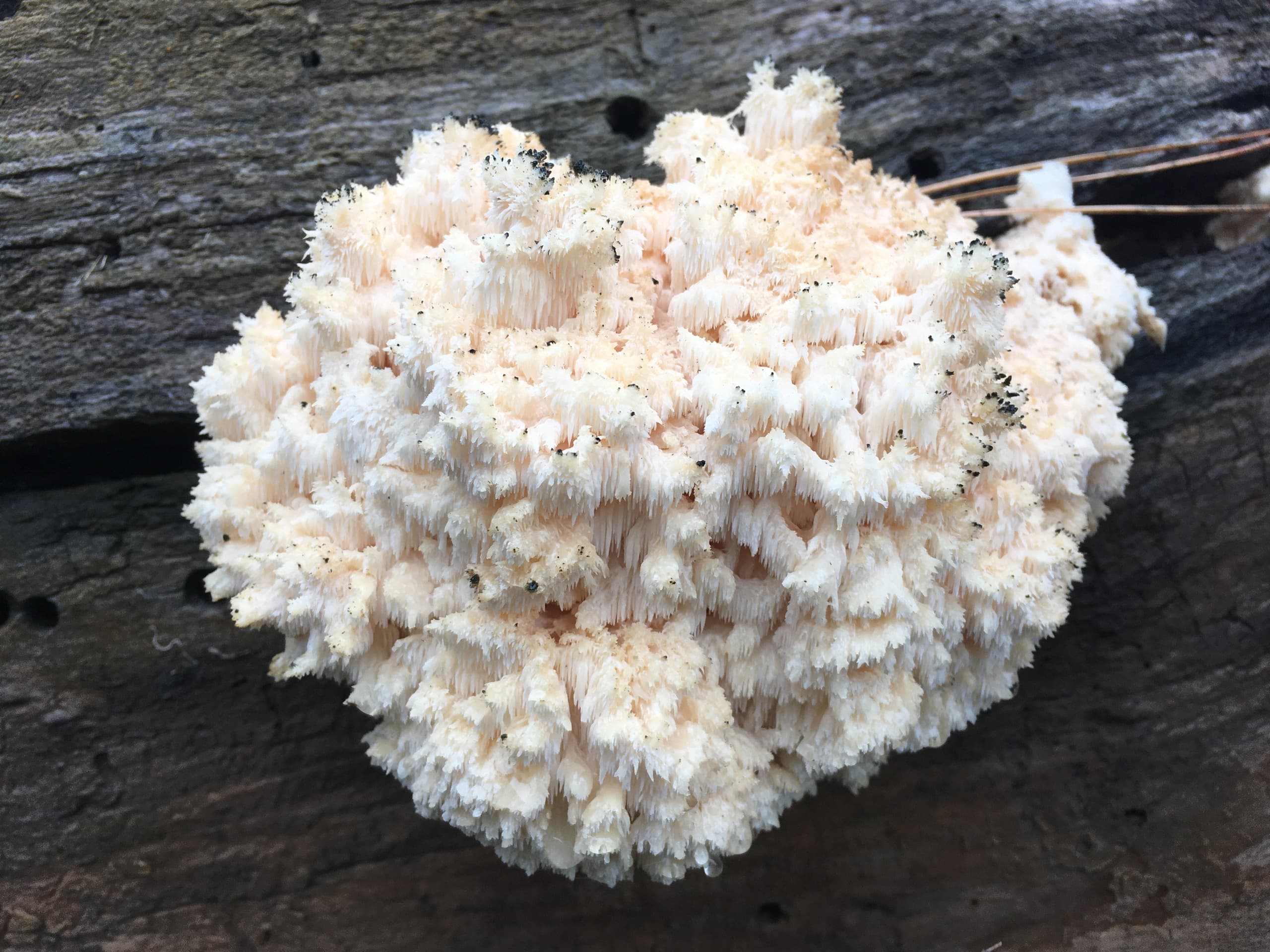 Foraging Mushrooms in Squamish: Guided Matsutake, Chanterelle & Porcini Foray photo 3