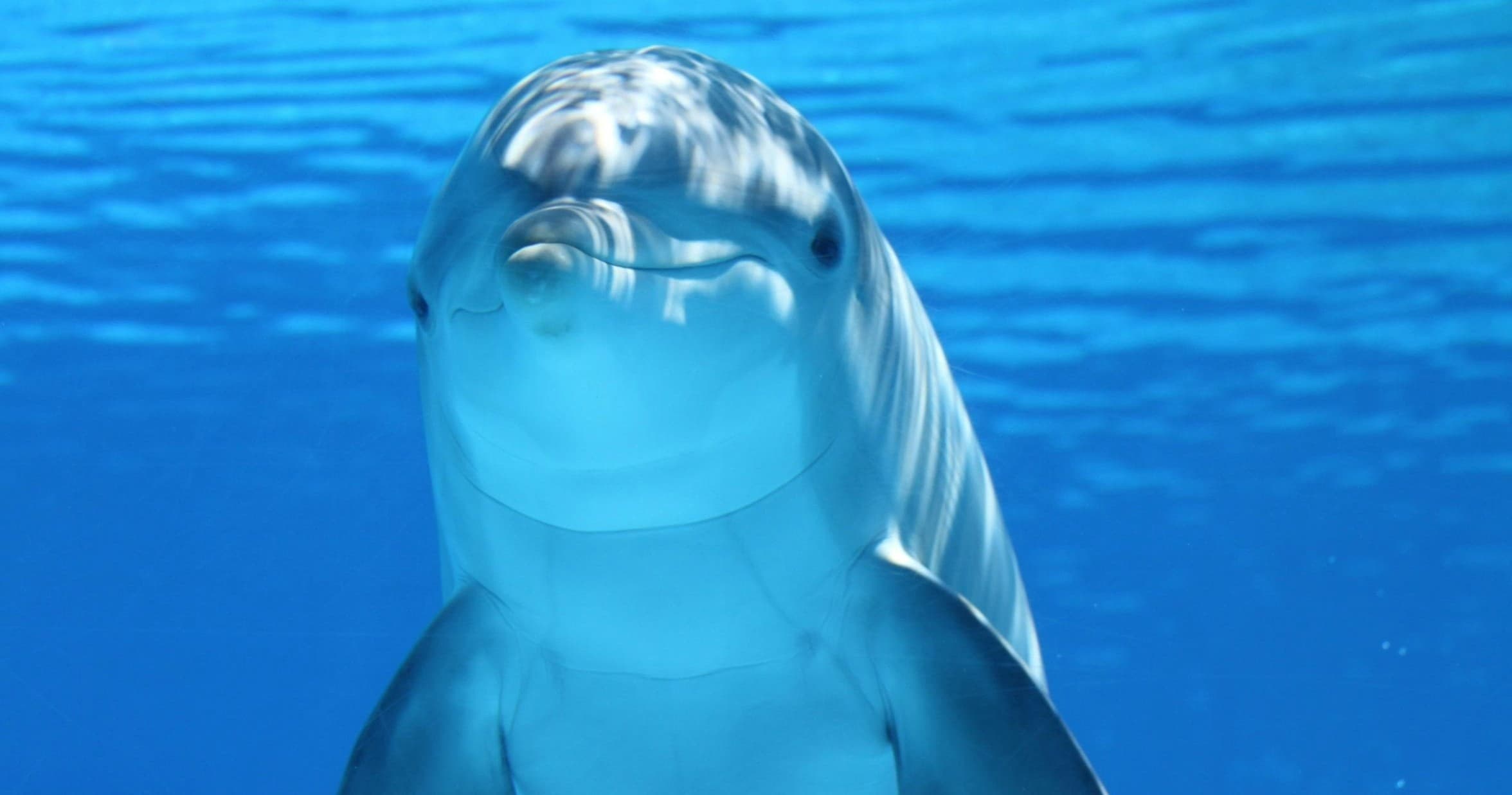 Private Dolphin Cruise in Sarasota Bay: Barefoot Tiki Siesta, Lido & Longboat Keys Tour
