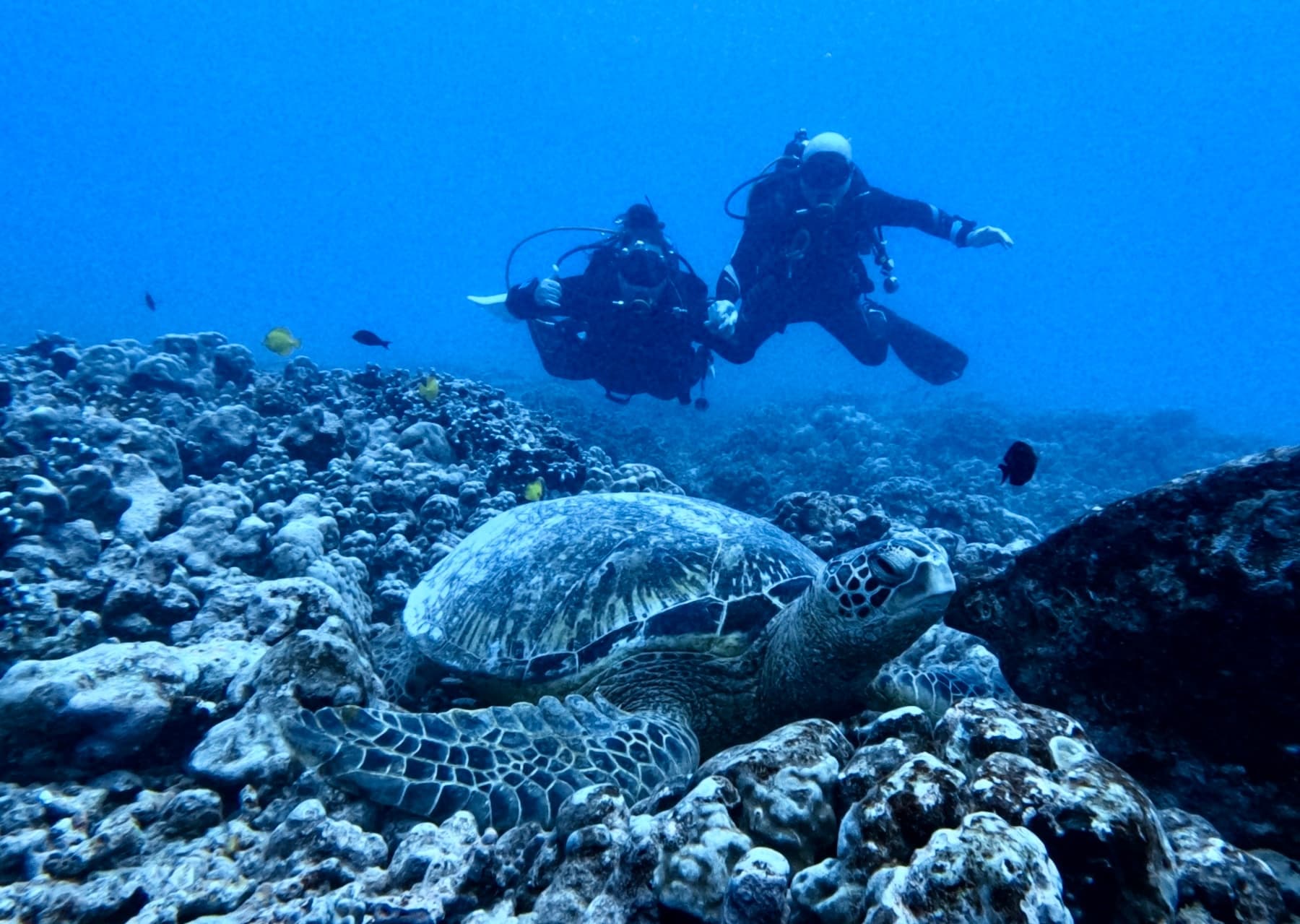 Morning Two-Tank Dive with Oahu Travel Divers in Honolulu