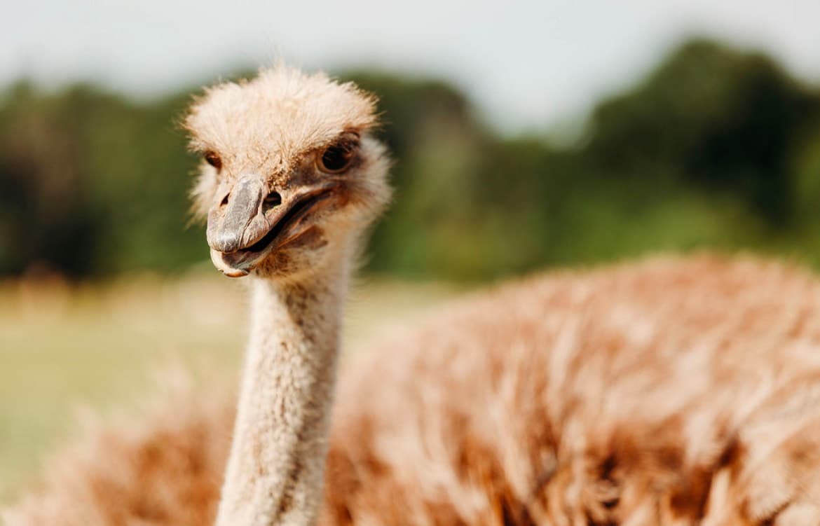 Field Trips at northtexassafaripark: Private Education Tours and Lemur Encounters in Bonham, TX