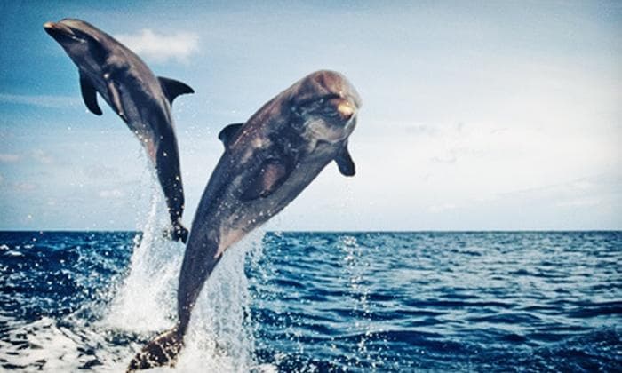 Shelling/Dolphin Watch