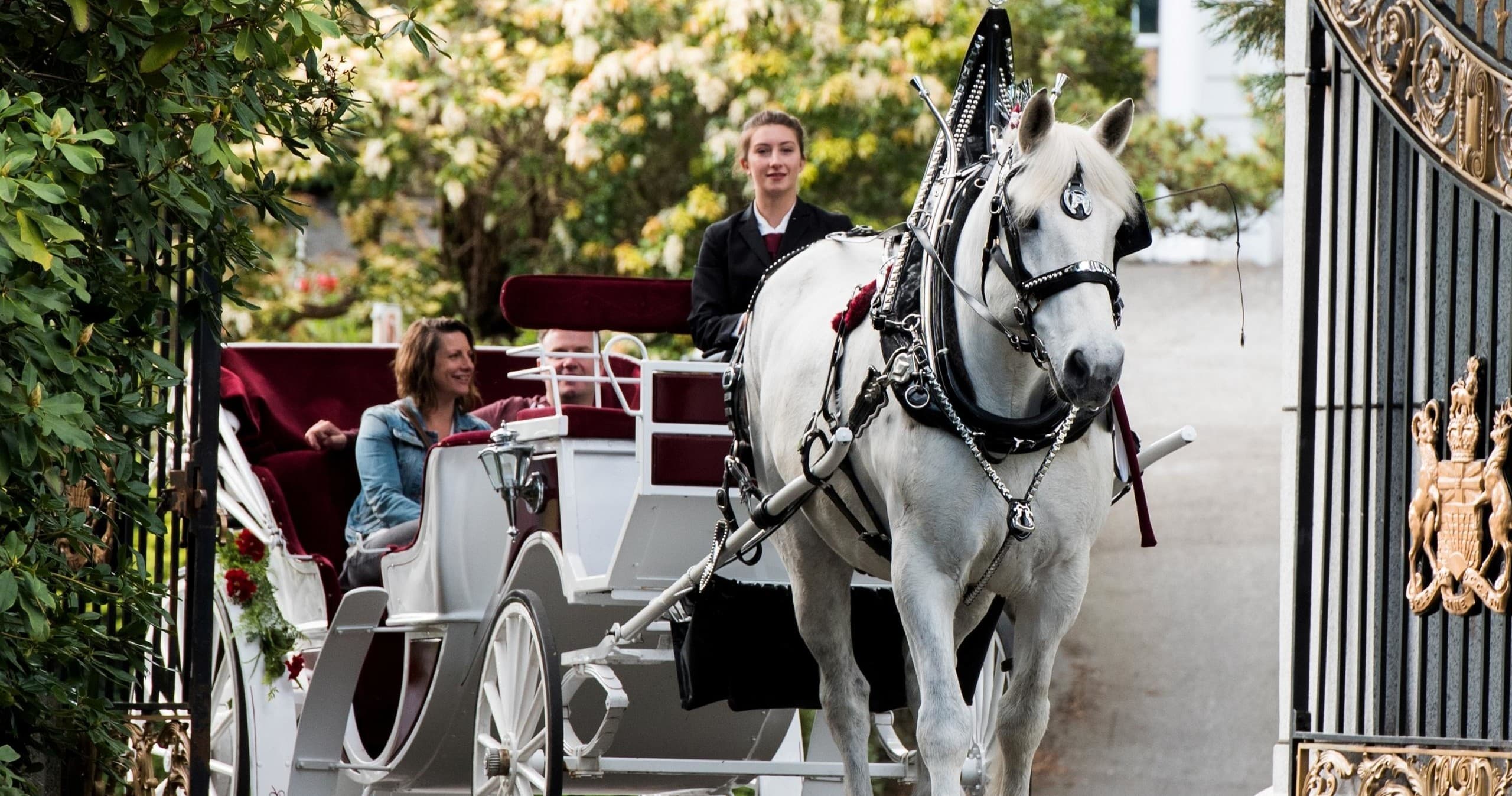 Experience Victoria’s Premier Horse-Drawn Carriage Tour: History, Charm & Hidden Gems