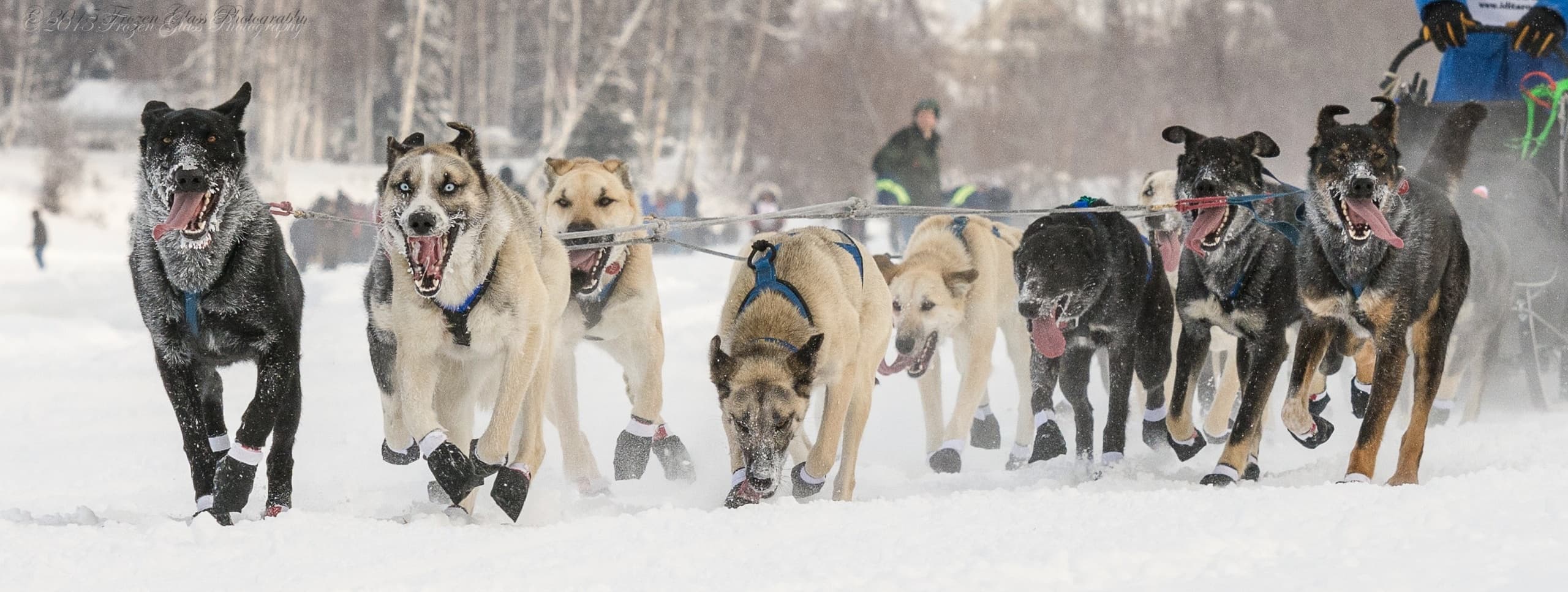 Martin Buser's Happy Trails Kennel team