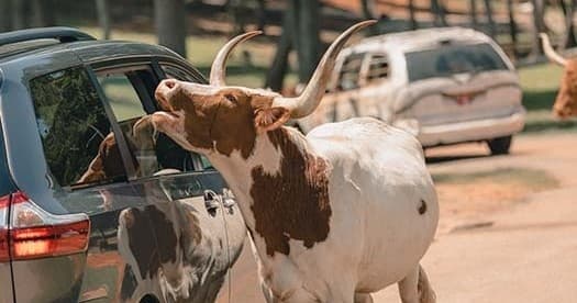 Cow approaching car at drive-through safari park, visitor interaction