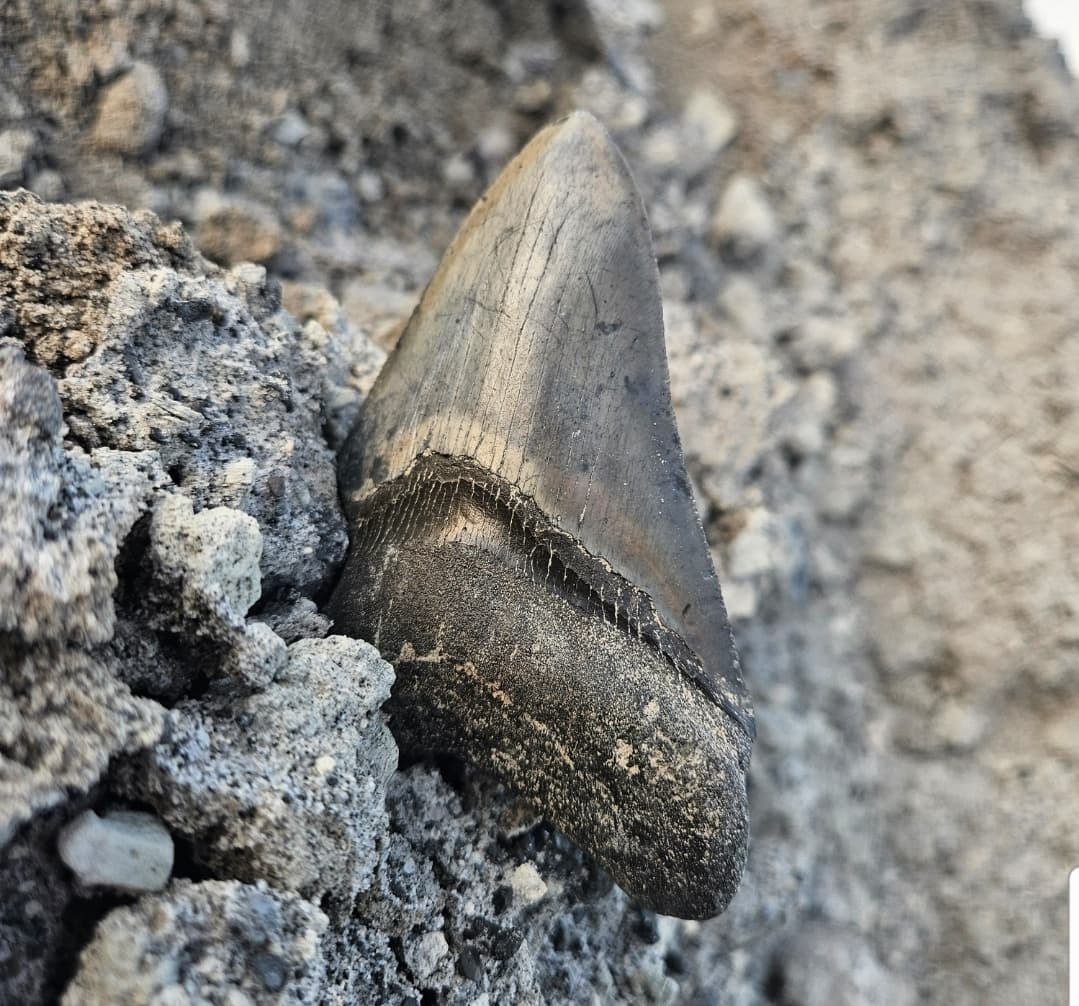 Land Adventures & Fossil Recovery with Premium Land Site Dig