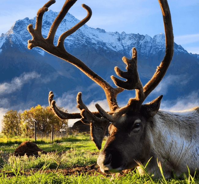 Hatcher Pass Reindeer Adventure from Anchorage — Feed Reindeer, Explore Hatcher Pass & Eagle River