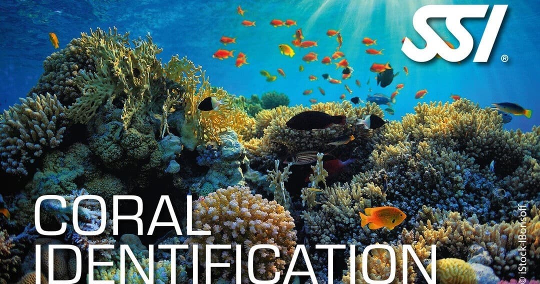 Coral Identification Ecology Course at Tauchwerkstatt in Baalberge Bernburg