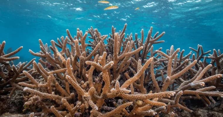 Hands-On Coral Restoration Dives in Tavernier: Full-Day Conservation Experience