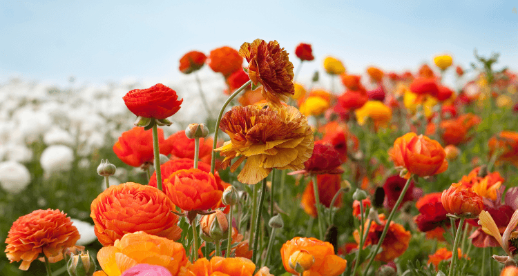 Berkeley Teen Cooking Camp: Spring Break Single-Day Class at Berkeley Kitchen