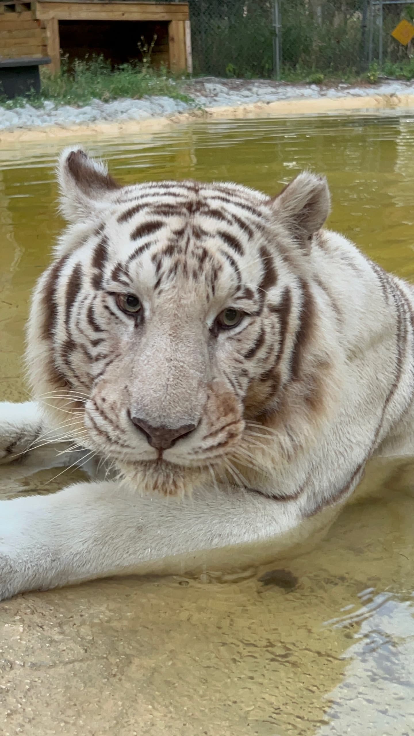 VIP Individual Tour at Kowiachobee Animal Preserve — Private Up-Close Wildlife Experience in Naples