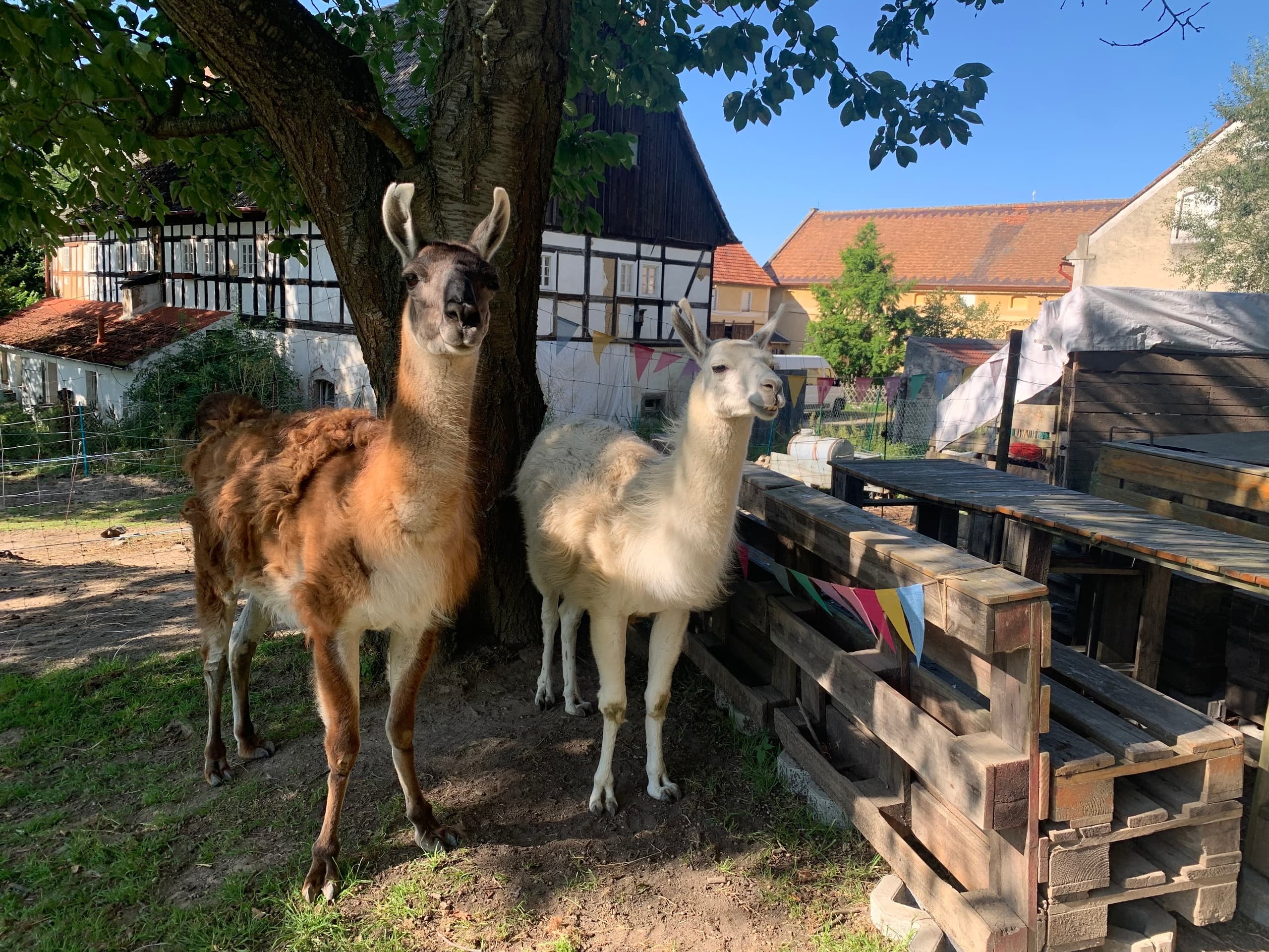 Alpaka-Picknick: One-Hour Alpaca & Llama Picnic at Auengrund 7, Saxony photo 2
