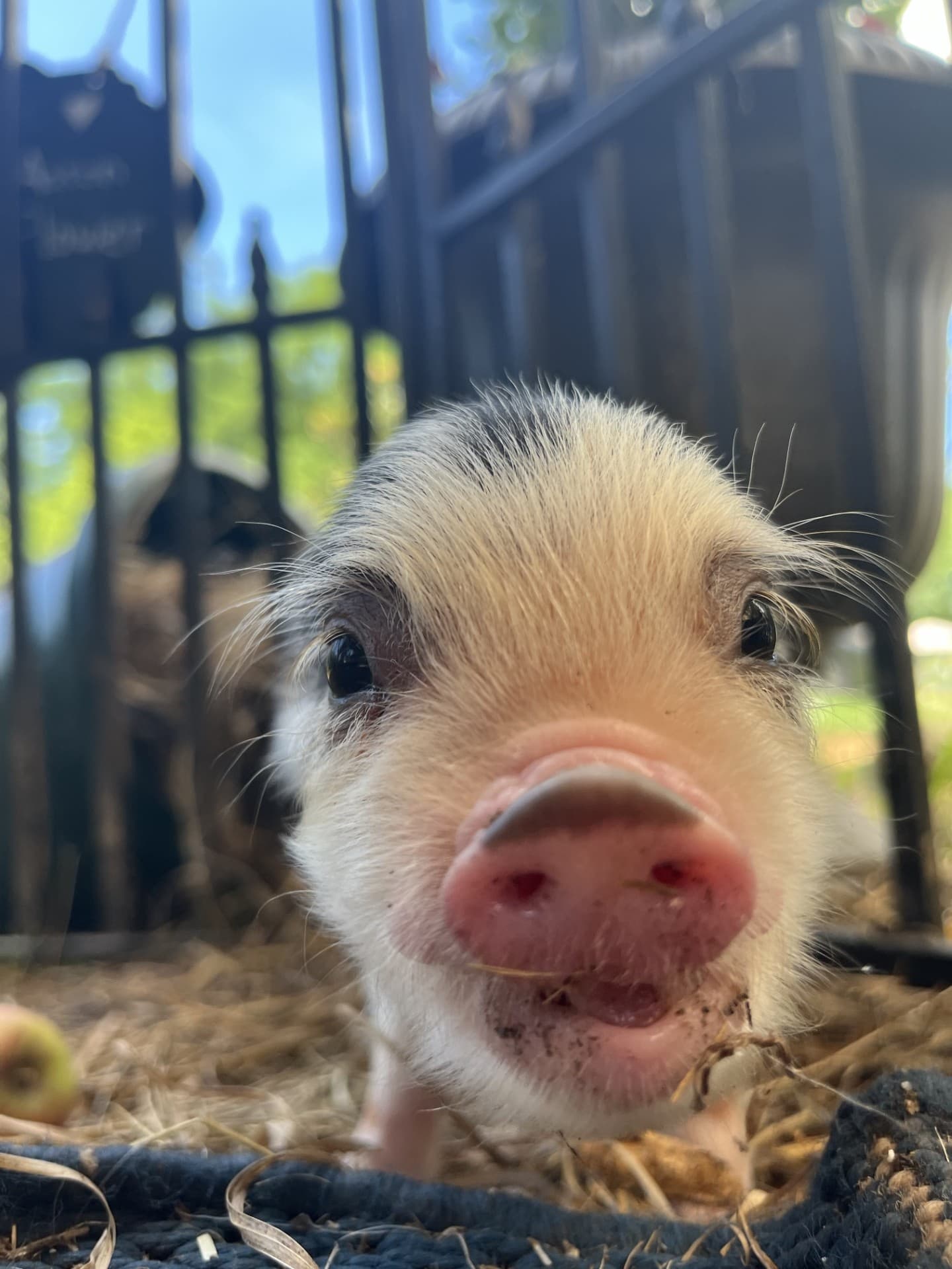 Piglet Cuddling Experience in Dresher, Pennsylvania