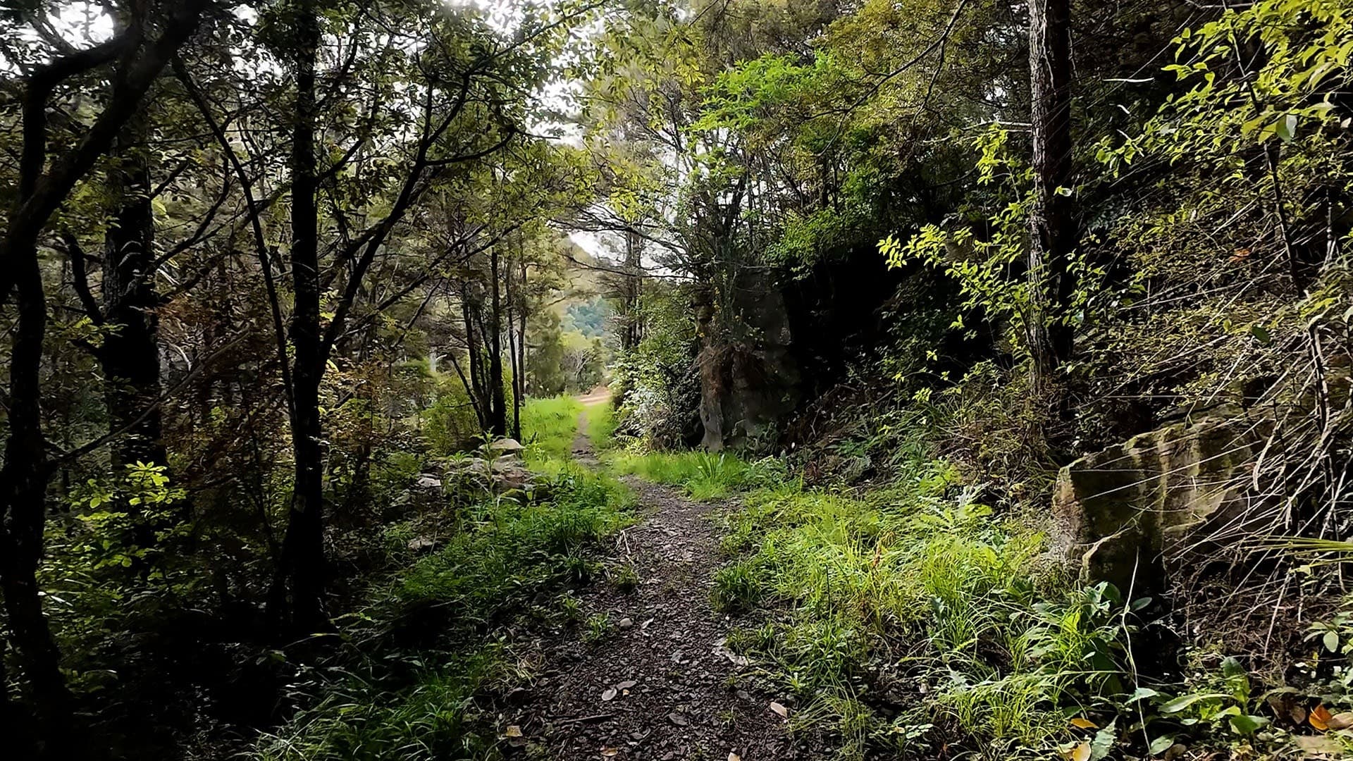 Waipu Fun Trail Run Walk — 4.5/7/10km Family-Friendly Trails in Northland photo 3