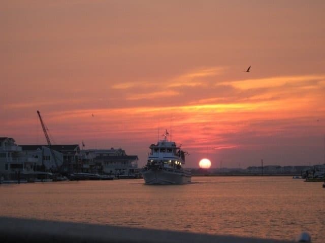 Sunset Nature Cruise in Avalon, NJ: Wildlife & Scenic Views