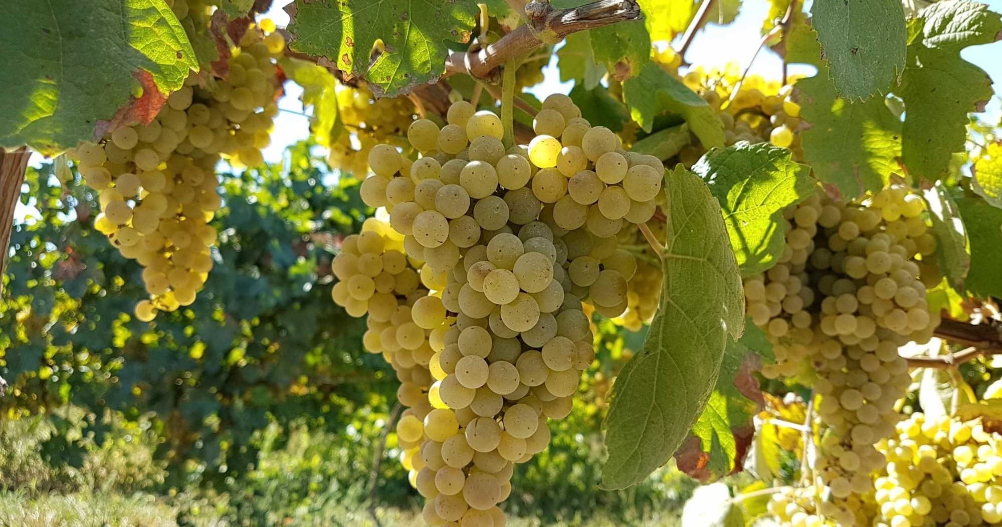 Wine Country Journeys with Portugal Excellence Tours