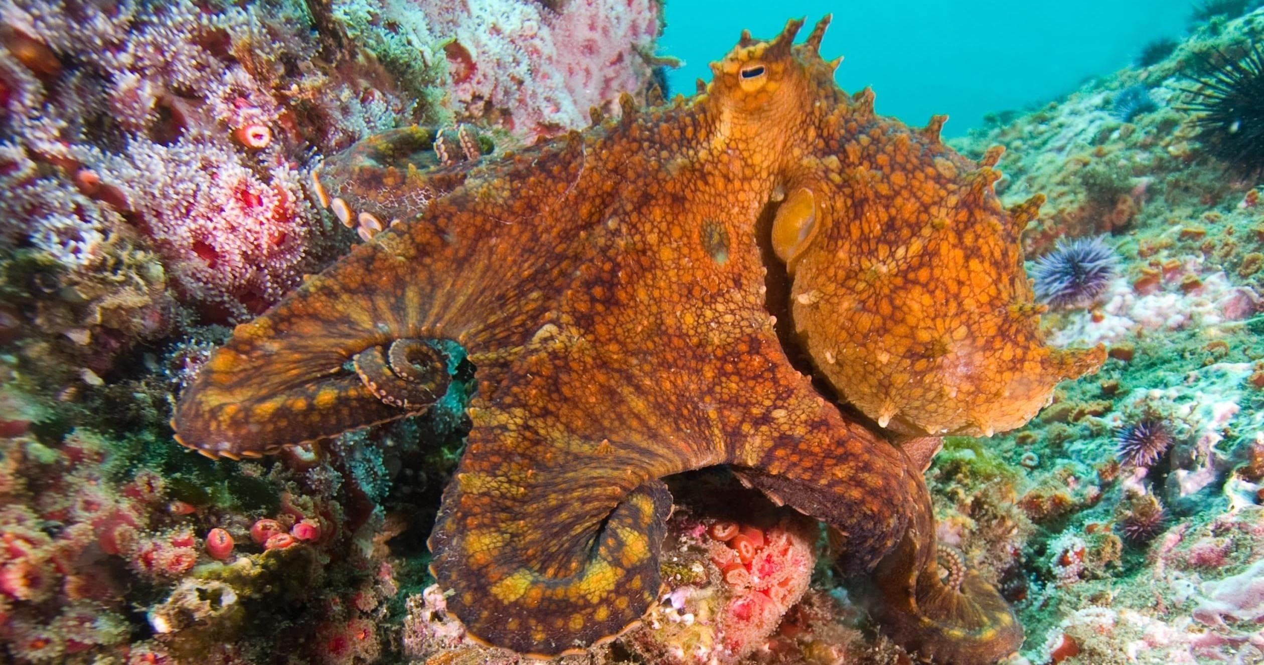 Water-Activities with Cal Boat Diving in Anacapa & Santa Cruz